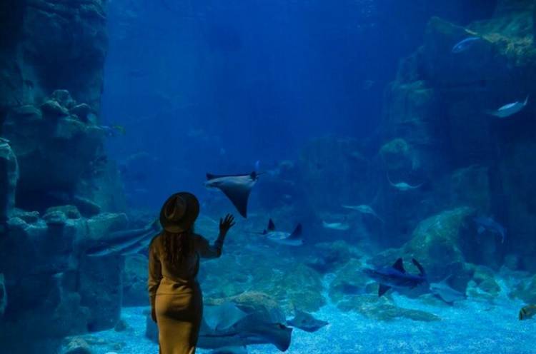 В 2023 году чисто посетителей приморского океанариума выросло на 15%