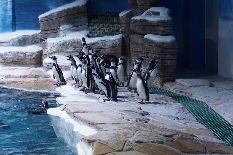 В океанариуме Приморья стабильно получают потомство краснокнижных пингвинов