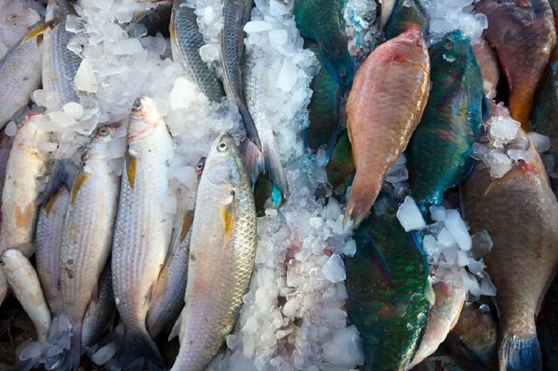 Приморье и Сахалин снабжают рыбой десятки стран мира