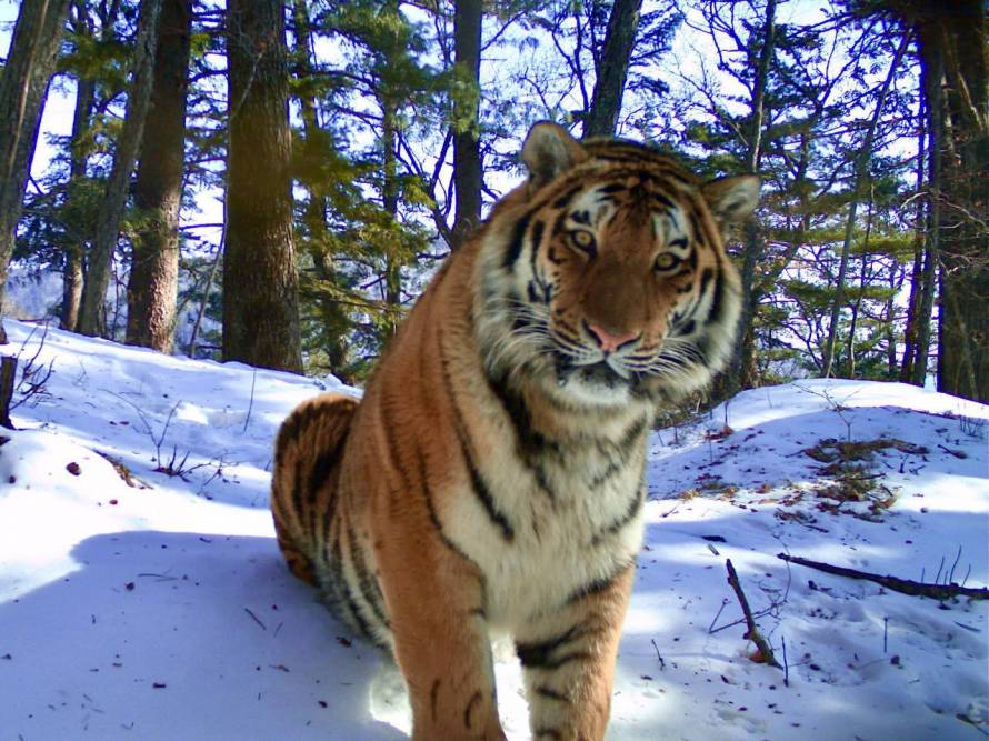Полосатая звезда: амурский тигр провел идеальную фотосессию в Приморье