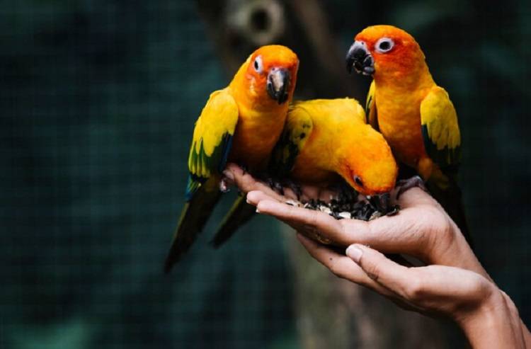 В Британии матерящихся попугаев отправили на перевоспитание в крупную стаю