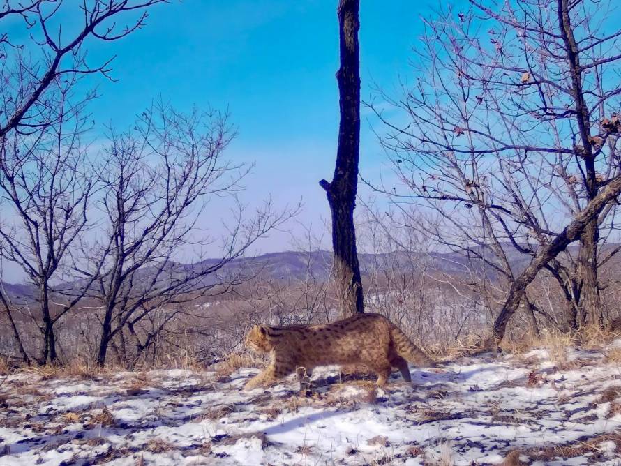 Очаровательные мини-леопарды разгуливают по тайге в Приморье