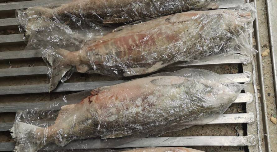 «Рыбную» контрабанду на 4,7 миллионов не пропустили на таможне в Приморье