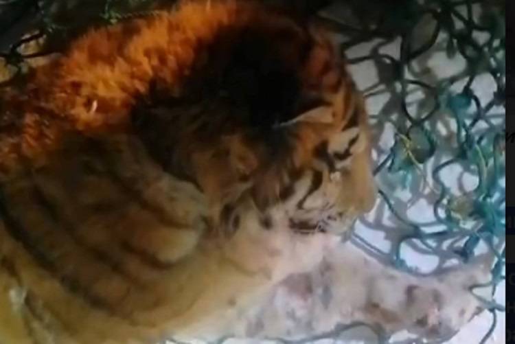 В Пожарском округе отловили конфликтного тигра
