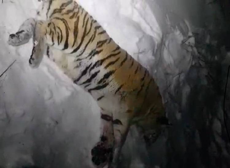 Еще одного конфликтного тигра отловили в Приморье