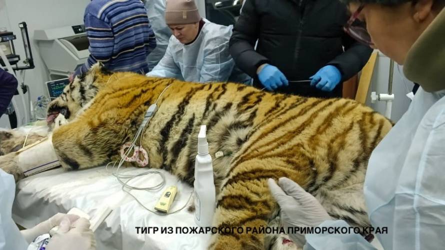 Отловленные в Приморье конфликтные тигры оказались нездоровы
