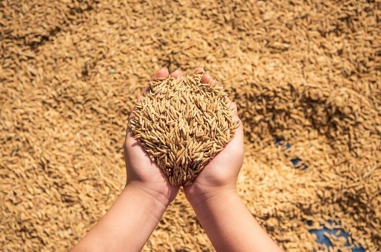 Около 100 тысяч тонн зерна направлено на экспорт из Приморья с начала года