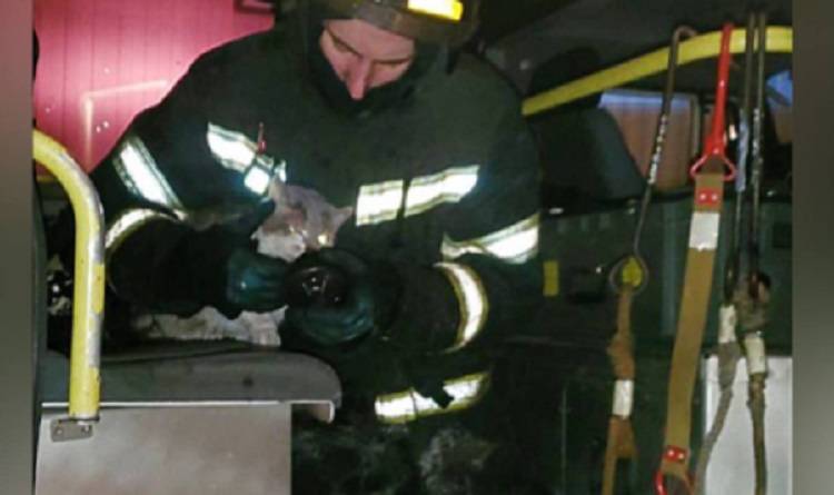 Во Владивостоке при тушении пожара огнеборцы спасли котенка