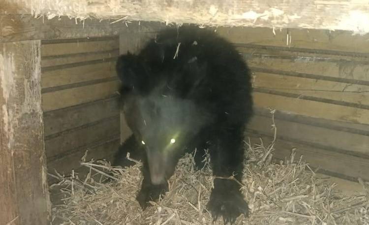 Медвежонка, оставшегося без родителей, спасли в Приморье