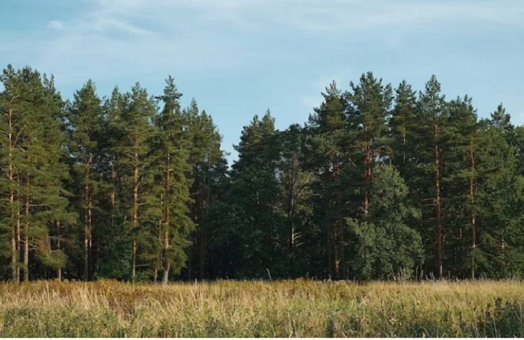 Свыше 65 тысяч гектаров леса восстановлено за 5 лет в Приморье