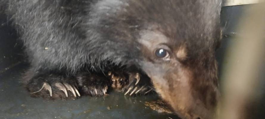Второй гималайский медвежонок появился в Центре «Тигр» в Приморье