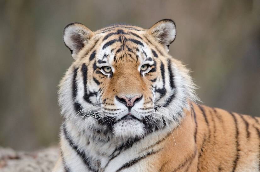 Жительницу Приморья оштрафовали за ложную информацию о тигре