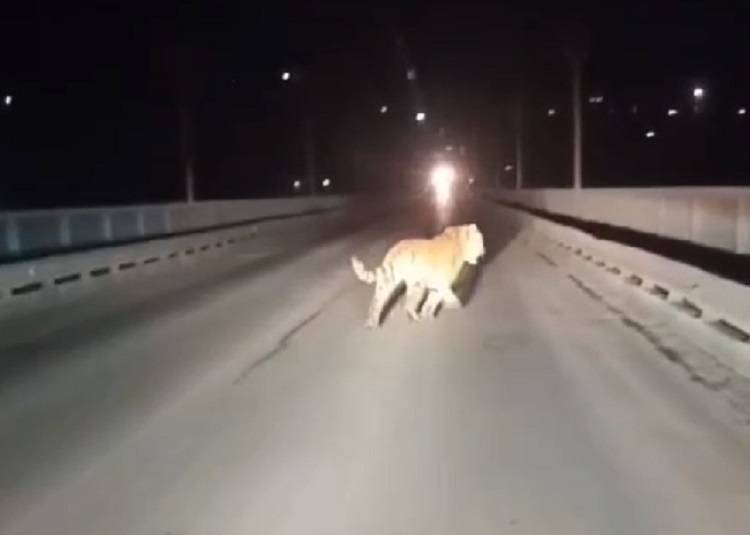 В Приморье тигр устроил пробежку на дороге