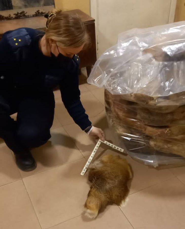 Полиция возбудила уголовное дело по факту убийства редких оленей в Приморье