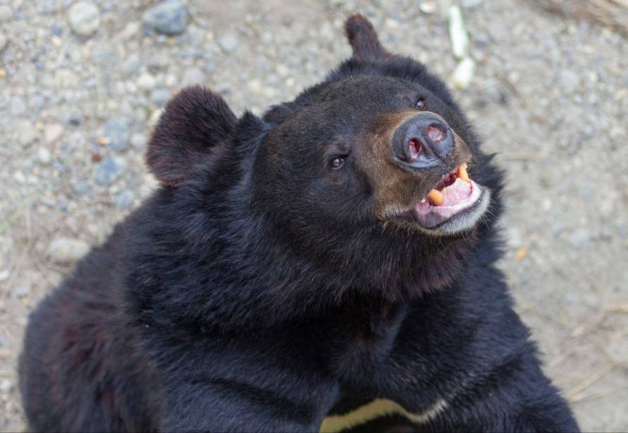 Медведи в Приморье почувствовали приход весны