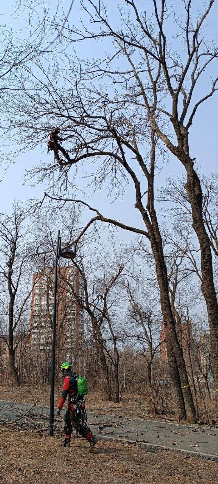 Опасные деревья убирают в Покровском парке во Владивостоке