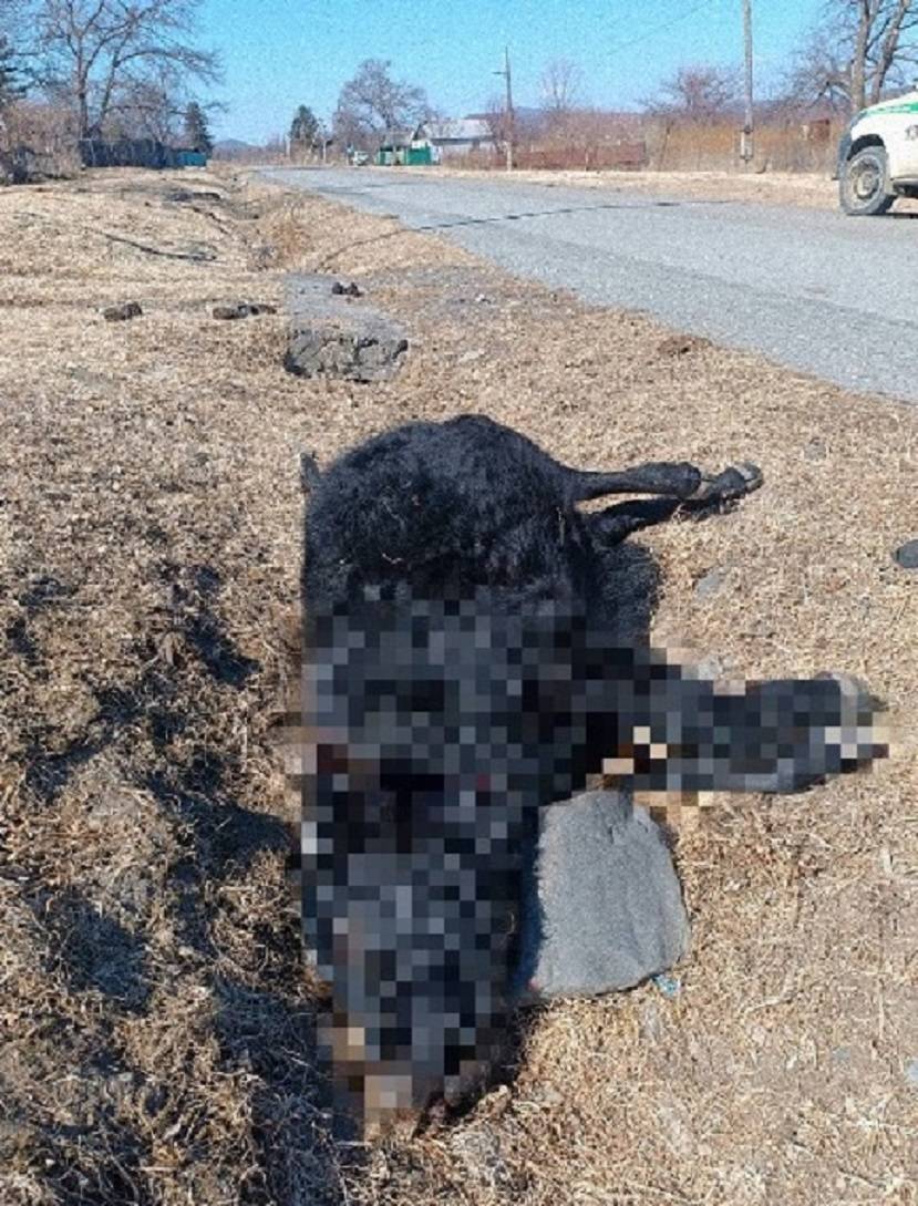 На теле погибшего бычка в приморском селе обнаружили огнестрельное ранение