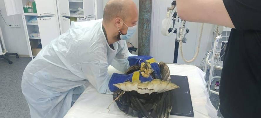 Два краснокнижных орлана продолжают лечение в Приморье
