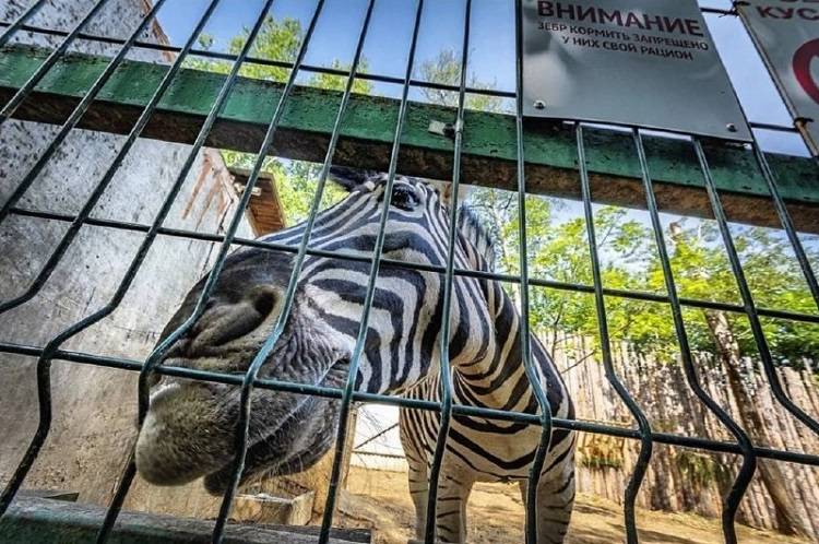 Прокуратура выявила нарушения в приморском зоопарке «Чудесный»