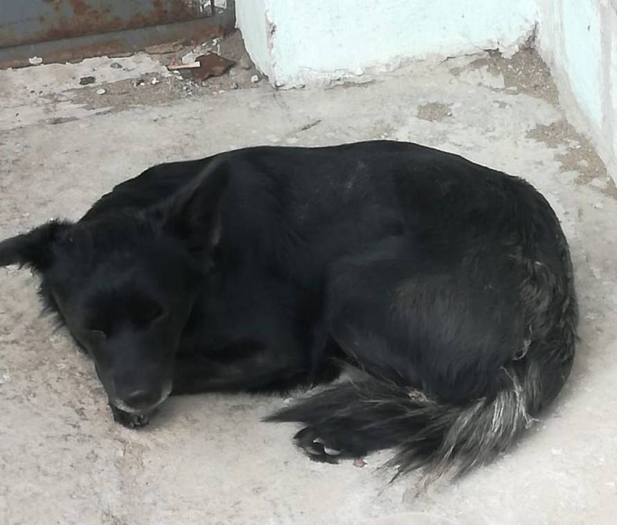 Натерпелась: собака жила в Аду из-за хозяина-живодера в Дальнегорске