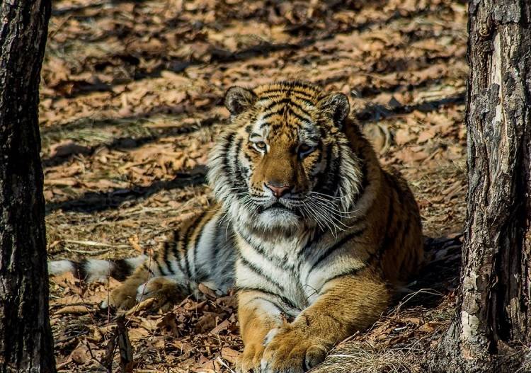 Приморцам напомнили правила поведения при встрече с тигром