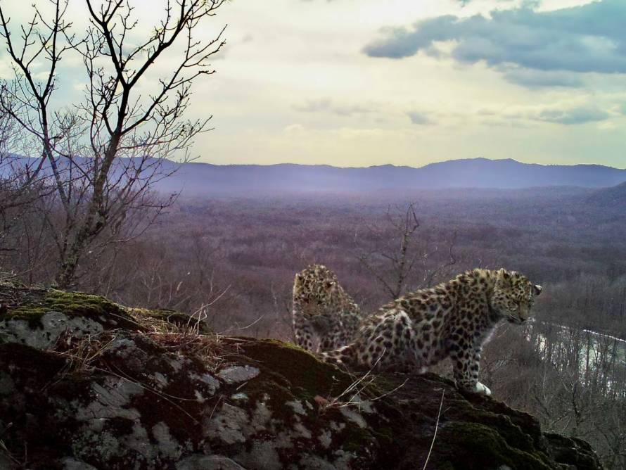 Котята леопарда показали себя во всей красе в Приморье