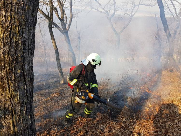 С начала года во Владивостоке потушили 247 природных пожаров