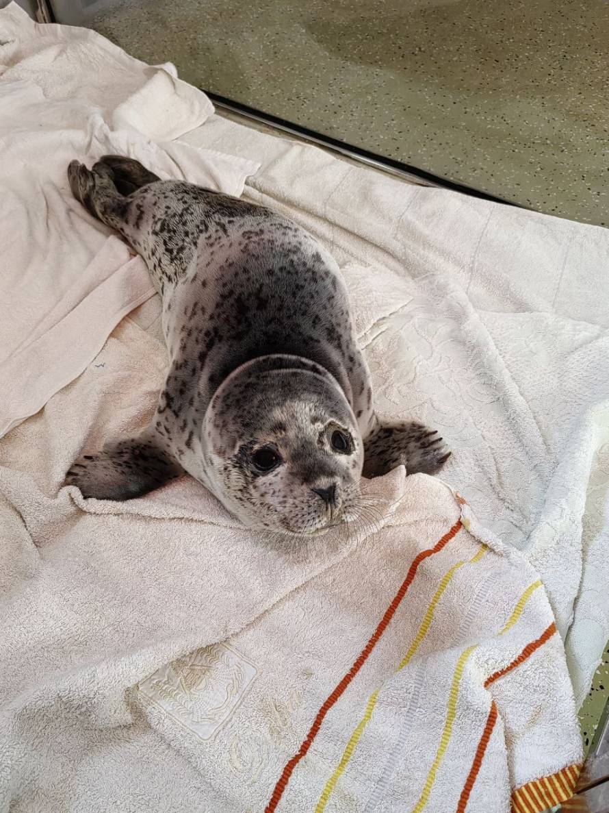 В Андреевке спасли маленького тюленя