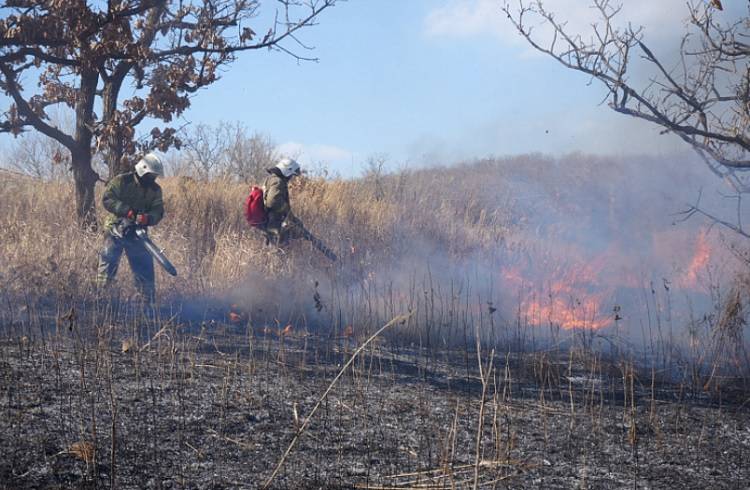 Шесть природных пожаров зафиксировали в Приморье за сутки