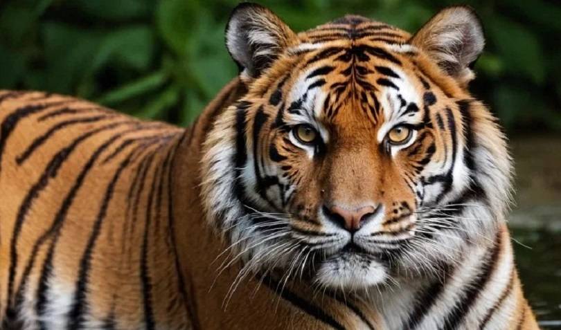 Любопытные приморцы спровоцировали тигра на боевой выпад