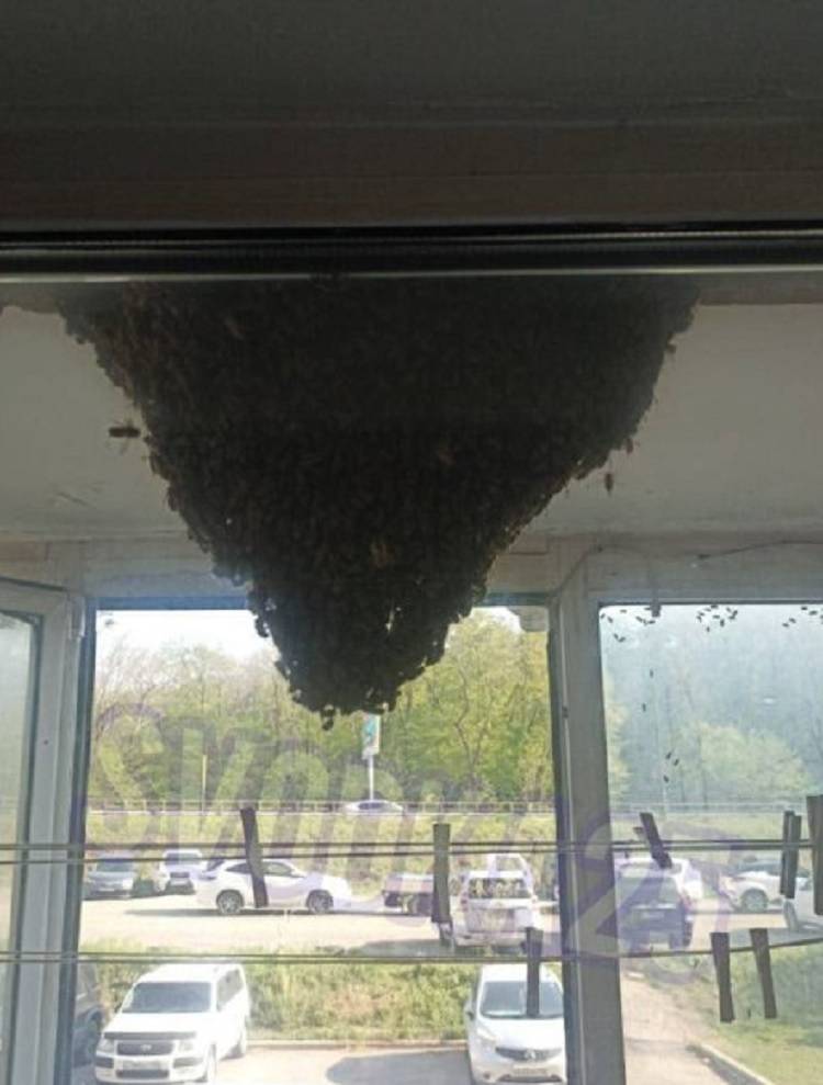 Пчёлы сделали улей прямо на балконе многоэтажки во Владивостоке