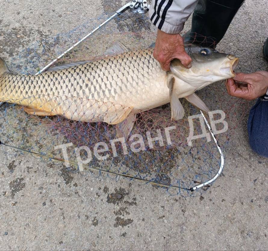 Ловись, рыбка: гигантского сазана поймали в Приморье