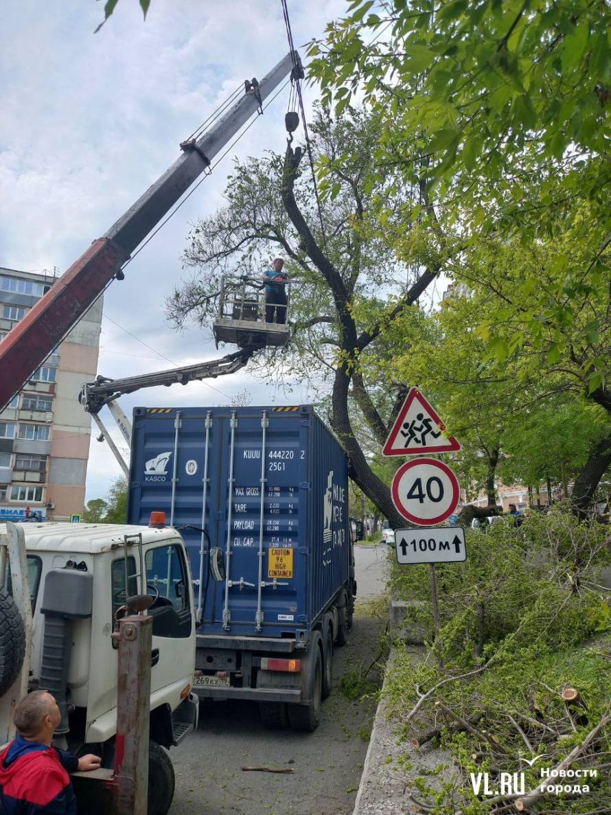 Во Владивостоке фура снесла дерево и попала в плен