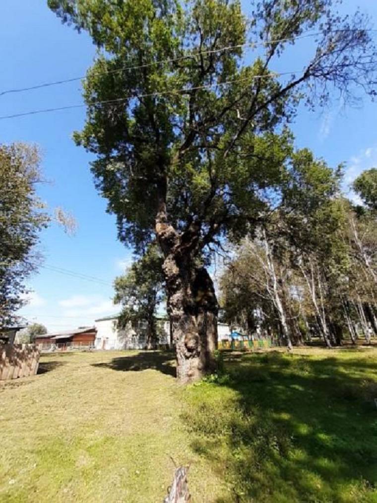 200-летний приморский Вяз борется за звание главного дерева года