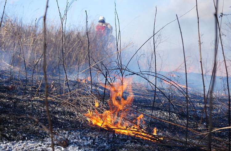 24 приморца заплатят по 150 тыс. руб. за поджигание сухой травы