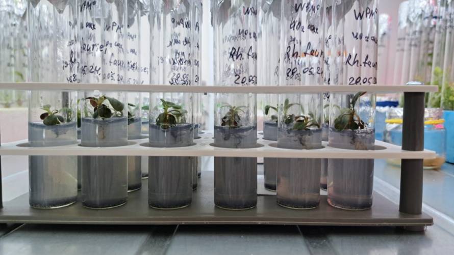 Эксперимент с растением доледникового периода проводят во Владивостоке