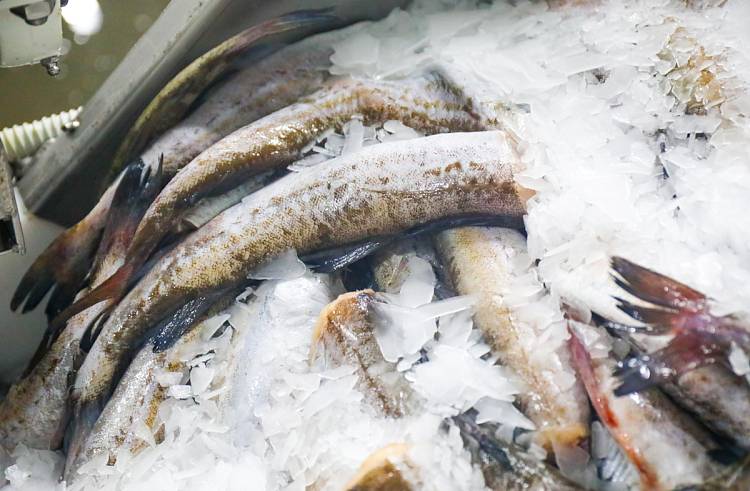 Дополнительные места выгрузки продукции рыболовства определены в Приморье