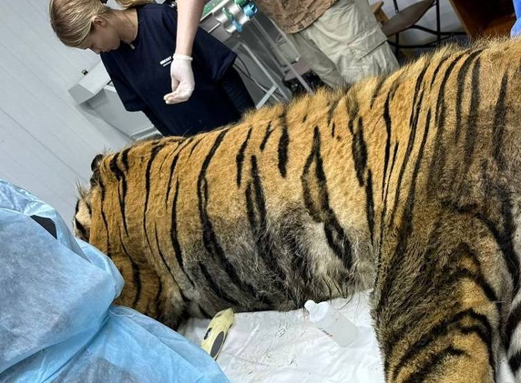 У отловленного в Приморье тигра крайняя степень истощения и застарелые раны