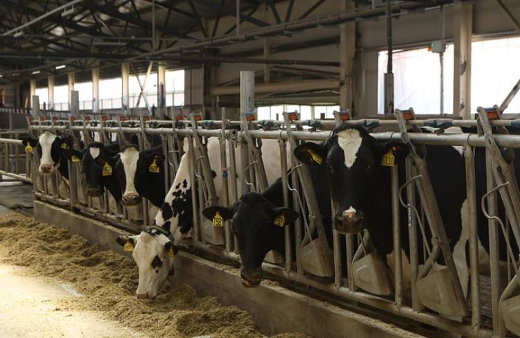 В Приморье из Татарстана доставлено более 100 коров голштинской породы