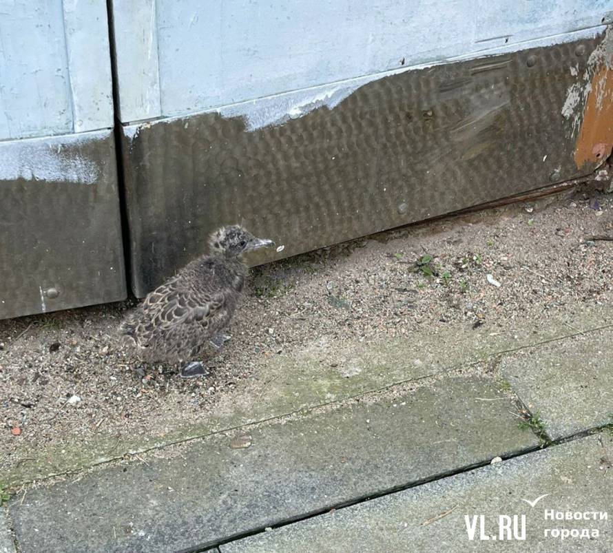 Одиноких птенцов чайки заметили во Владивостоке