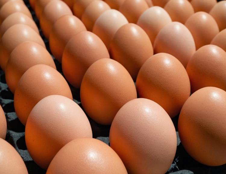 Куриные яйца будут дешеветь в России вплоть до сентября