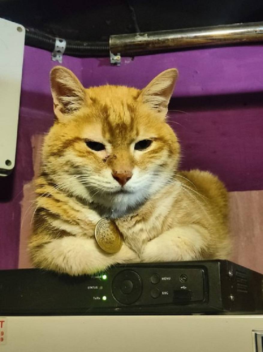 Рыжий кот — символ владивостокского джаз-бара найден спустя два дня поисков