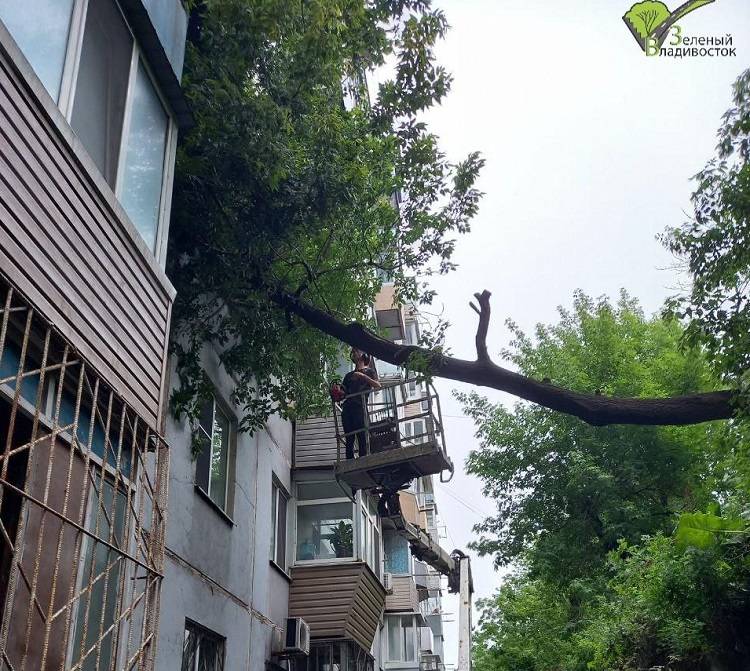 Во Владивостоке упавшее дерево «заглянуло» в окна жителей многоэтажки