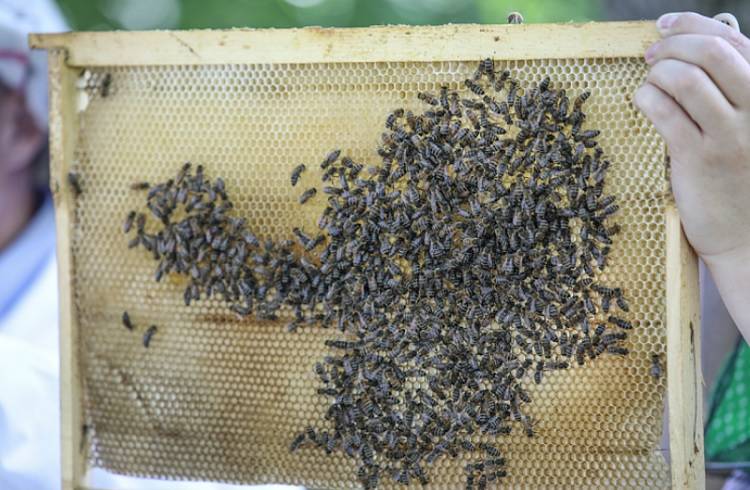 Свежий мед можно приобрести на маркетплейсе в Приморье
