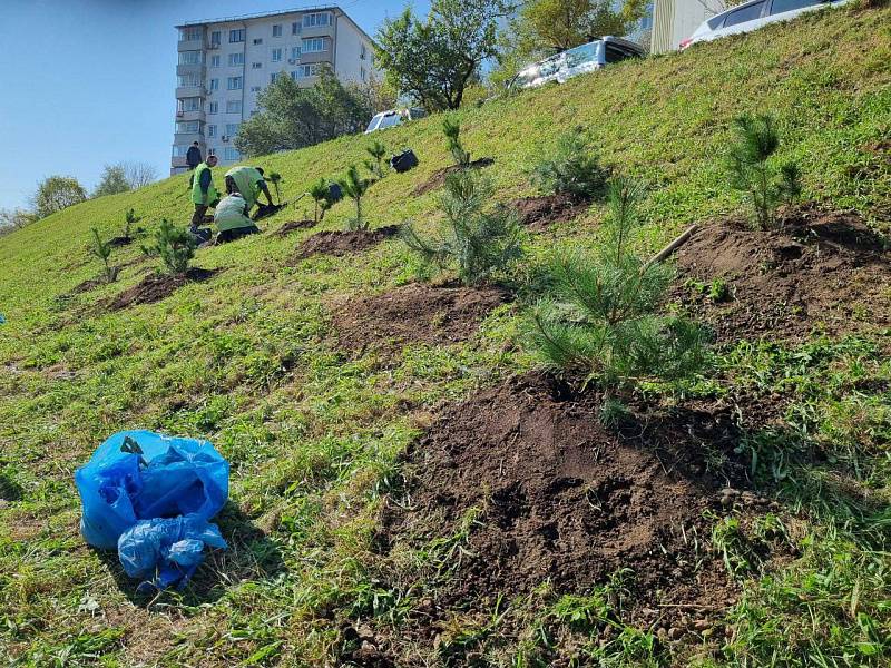 С начала года во Владивостоке высадили более 9 тысяч деревьев и кустарников