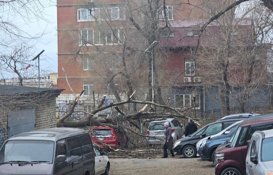 Штормовой ветер валит столбы и деревья во Владивостоке