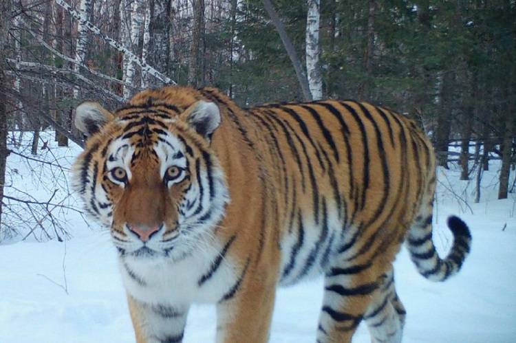 В приморском Барабаше готовятся к отлову амурского тигра