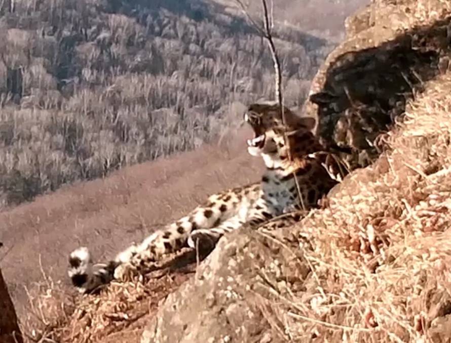 Многодетная самка леопарда зафиксирована за отдыхом от декрета в Приморье