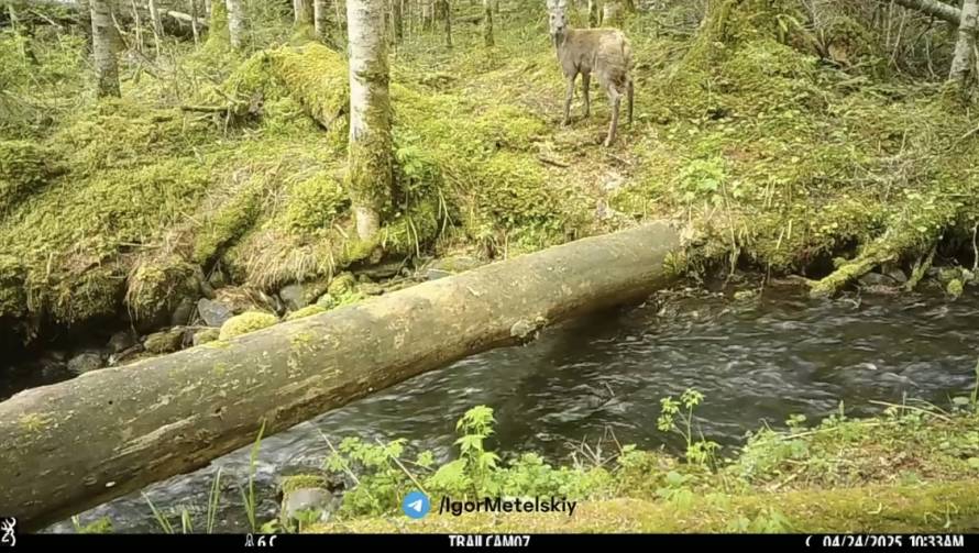 Кабарга-прыгунья попала в объектив фотоловушки в Приморье