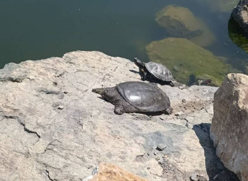 Краснокнижную черепаху Трионикс подбрасывают в озеро во Владивостоке